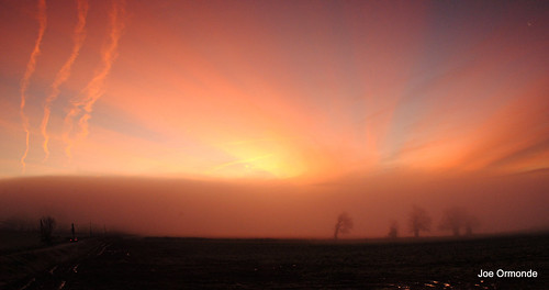 trees sky mist fog sunrise silhouettes chemtrails