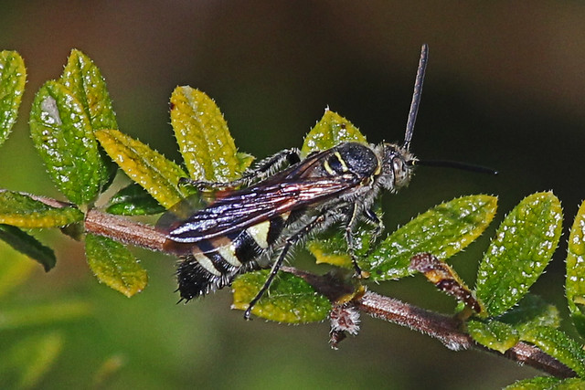 Scoliid Wasp - Campsomeris dorsata, Anhinga Trail, Everglades National Park, Homestead, Florida