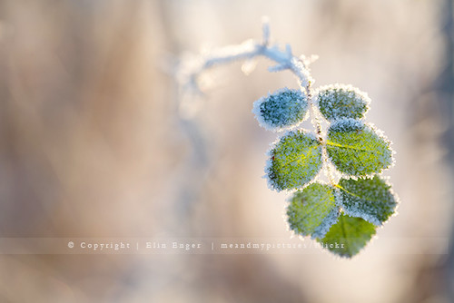 frost | by meandmypictures