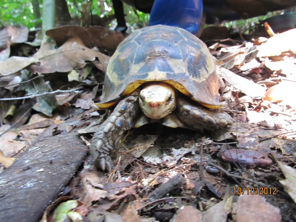 tortoise | Photo by Roger Peet | Terese Hart | Flickr