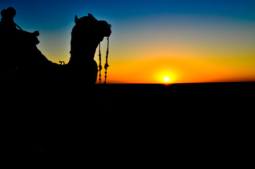 sunset india camel gujarat kutch dhordo rannutsav