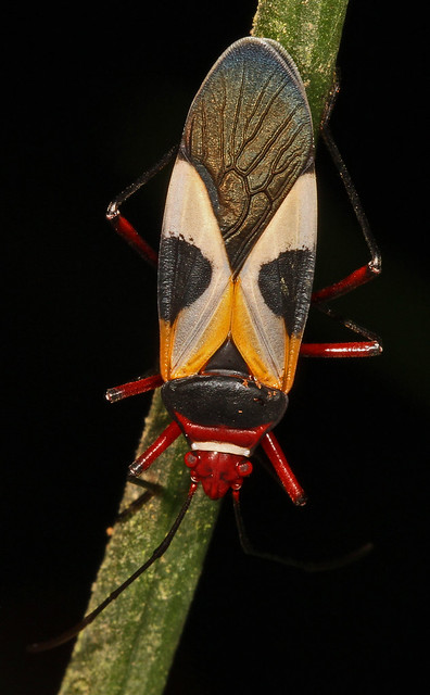 Pale Red Bug - Dysdercus concinnus, Caves Branch Jungle Lodge, Belmopan, Belize