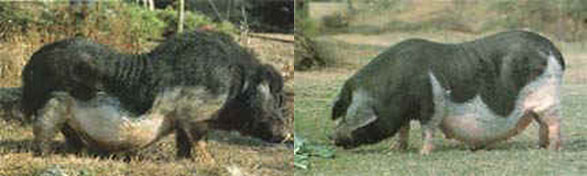 Thu, 01/19/2006 - 11:14 - Leping pig breed