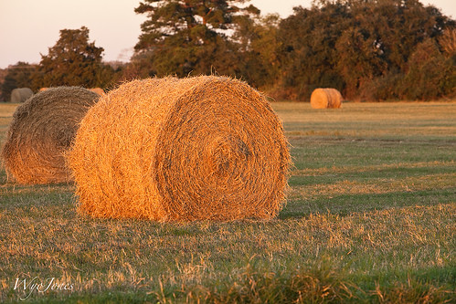 field grass texas farm hay np bale roundbale wallercounty mayerroad wyojones