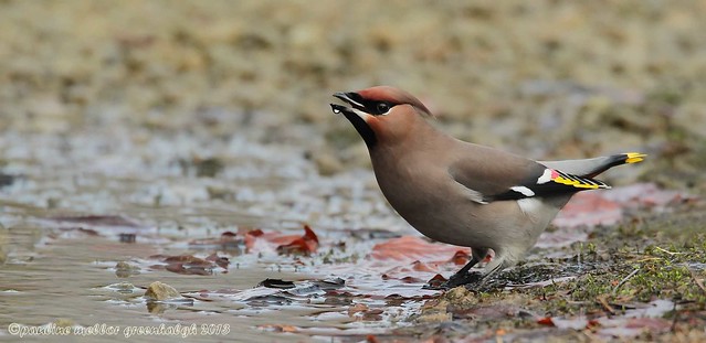Waxwing HB crem 13 2_filtered