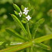 Flickr photo 'Cleavers (Goosegrass), Galium aparine.290507' by: Jamie McMillan.