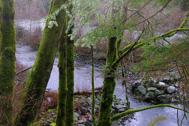CAMPBELL RIVER RAIN FOREST...THICK GREEN MOSS ON THE TREES ON THE RIVERBANK, CAMPBELL RIVER,  VANCOUVER ISLAND,  BC.
