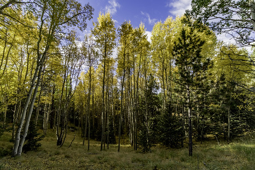 colorado midland co canon7dmarkii 10mm 1018mm yellow fall leaves blue sky green whitefir sanden