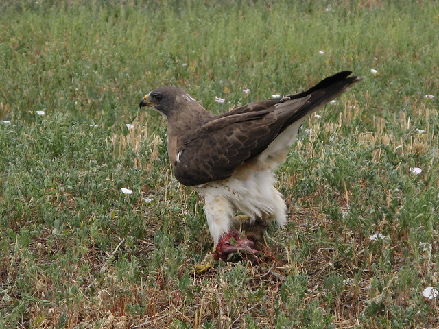 Swainson's Hawk feeding, El Paso County, Colorado