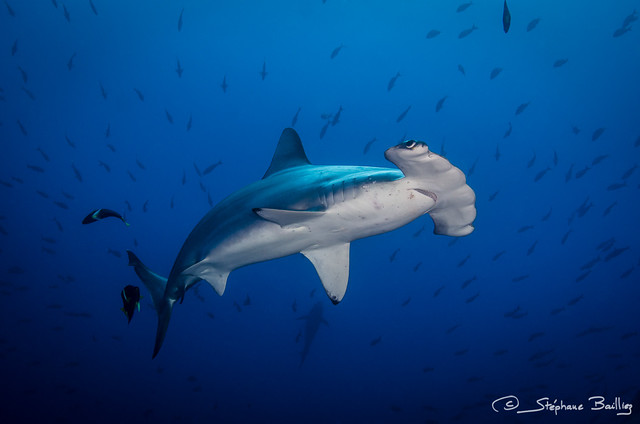 Scalloped hammerhead shark (Sphyrna lewini)