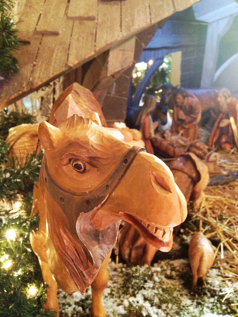 Camel hamming it up at a nativity at St Edmund Parish
