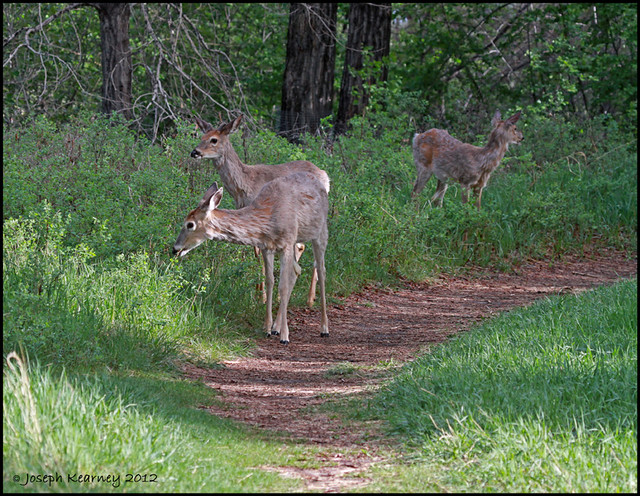 White-tailed deer at Carburn Park