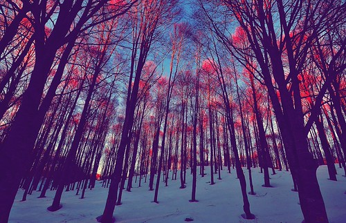 cold trees by Edmund_Pollard, sunset italy white snow cold tree rose nikon tramonto neve bianco freddo d3100