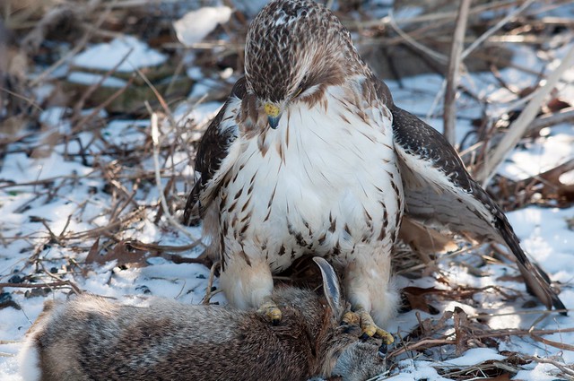 Red Tail Hawk and bunny
