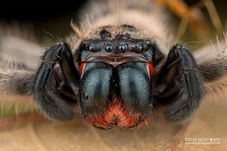 Huntsman spider (Rhitymna sp.) - DSC_0537b