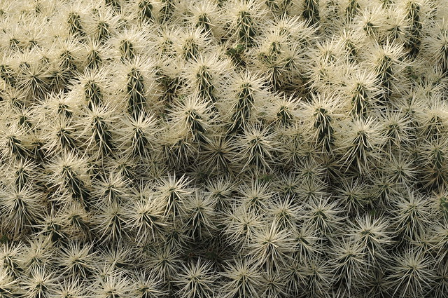 Lanzarote cacti