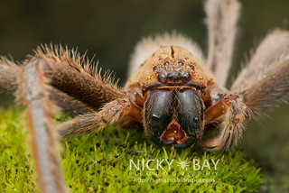 Huntsman Spider (Gnathopalystes sp.) - DSC_4603