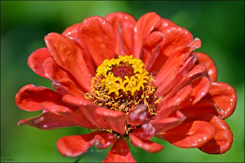Red flower | by franciska_bosnjak