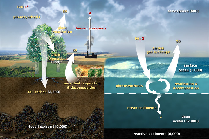 Fast Carbon Cycle