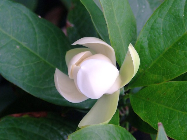 MAGNOLIACEAE 木蘭科 - Chinese Magnolia (Magnolia coco) 夜合花 / 夜香木蘭