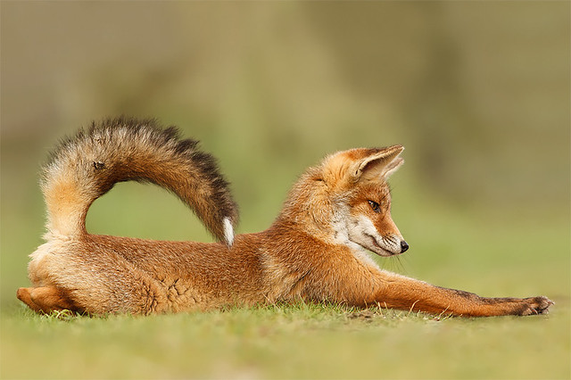 Stretch Fox Kit & Bye bye Dear 7D