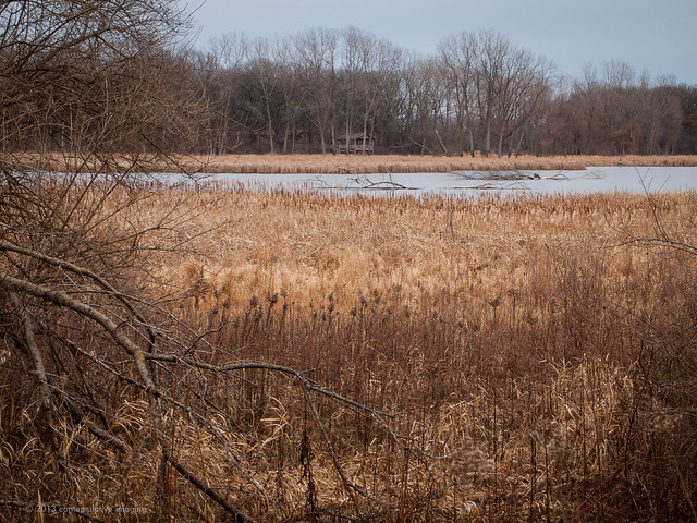 winter wetlands