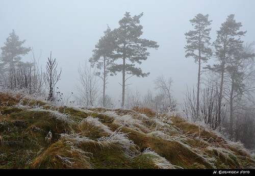 trees winter mist cold grass fog kreuzberg nikon frost nebel hans gras kalt kiefer bäume raureif frostig reif rau eisig ungemütlich schmidmühlen flickrdiamond eisenreich
