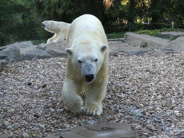 Eisbär, Zoo d´Amnéville