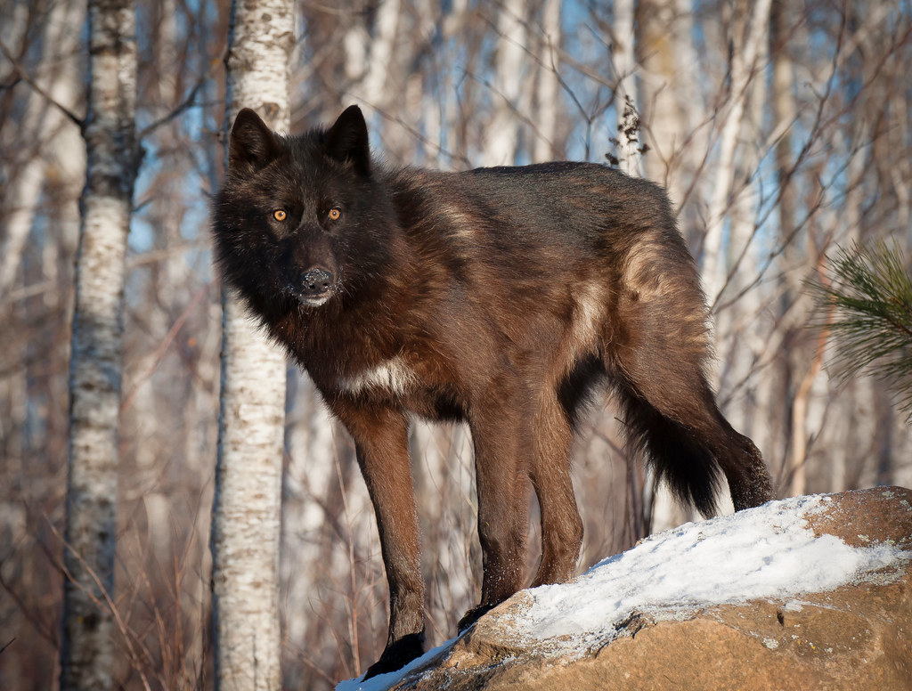 Dark Brown Female Wolf