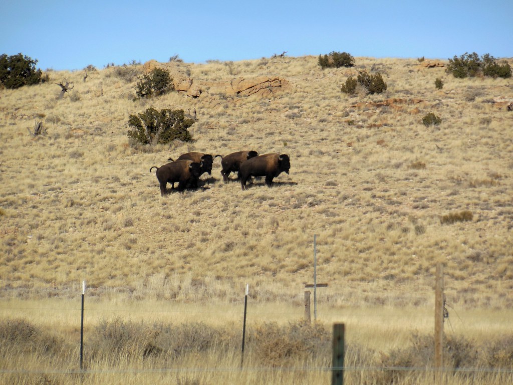 Bull Bison at Raymond Ranch | Bull Bison at Raymond Ranch So… | Flickr