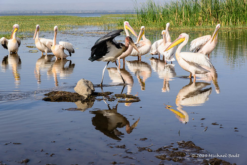 pelicans birds animals ethiopia naturelandscape hawassa southernnationsnationalitiesandpeoplesregion southernnationsnationalities