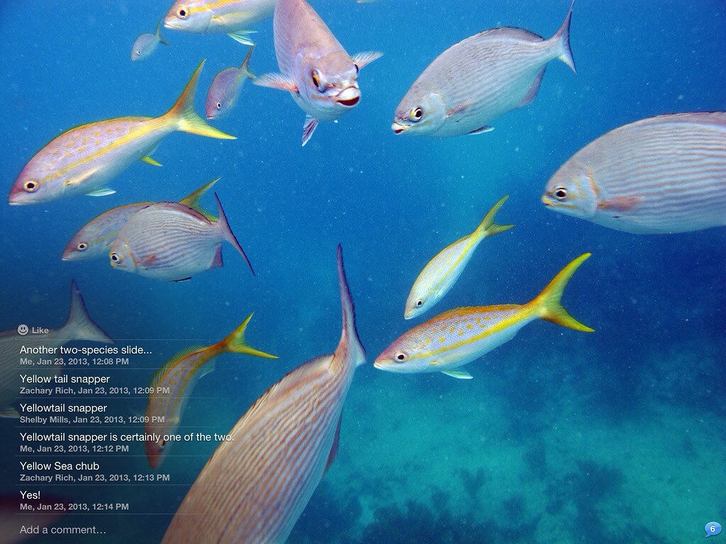 Multis Types Fish Multi-species Shot | This image is from a series of screensh… | Flickr