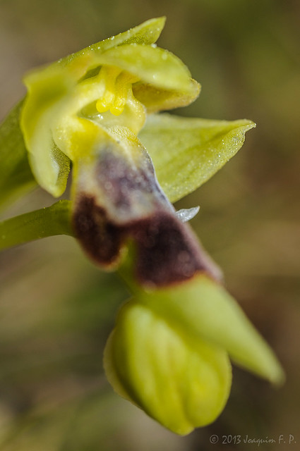 Orquídea (Ophrys fusca)