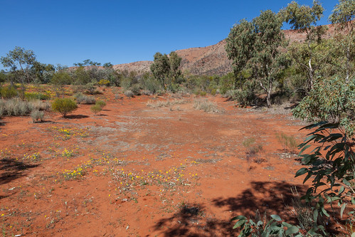 nature desert australia outback northernterritory alicesprings desertpark