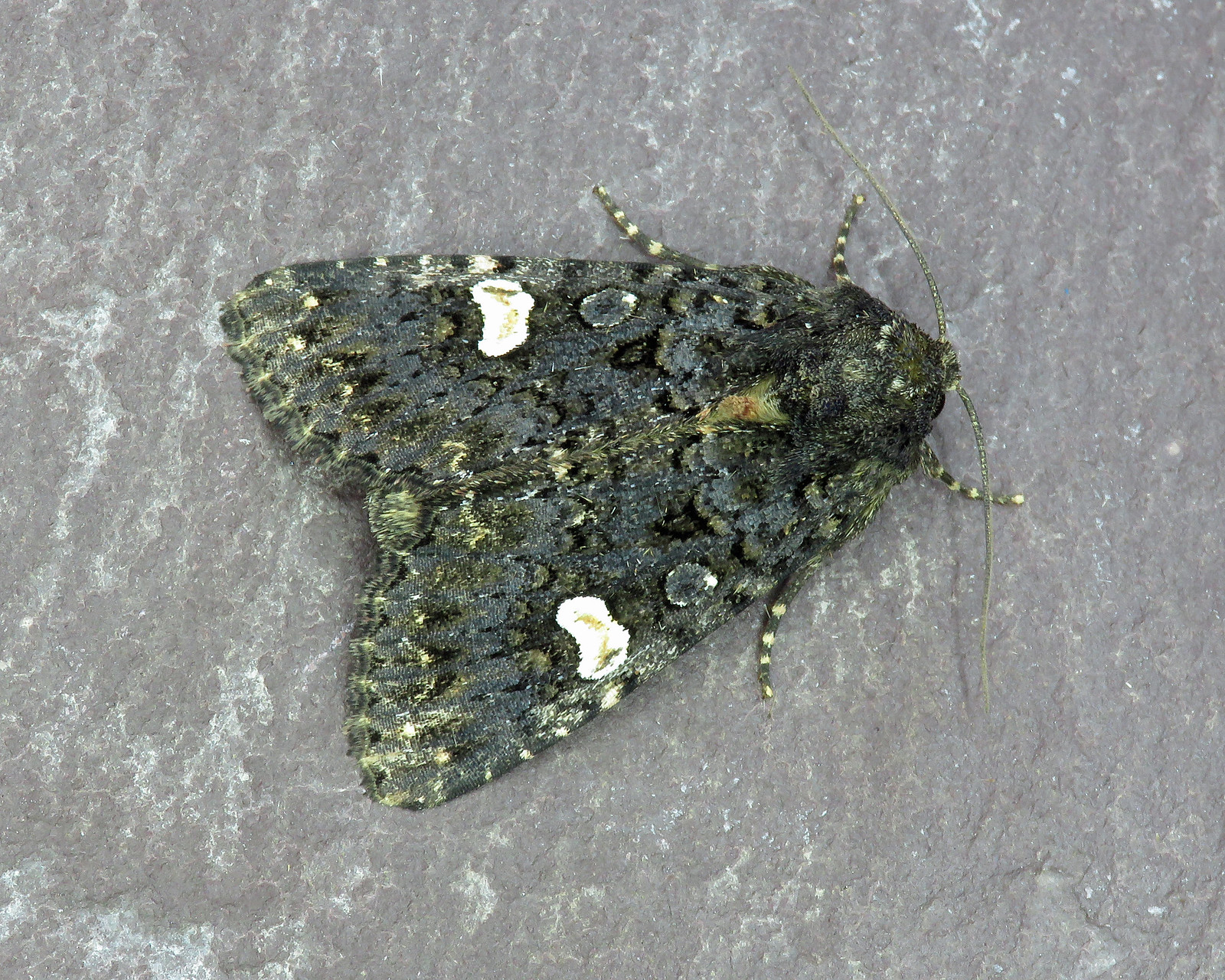 73.270 Dot Moth - Melanchra persicariae