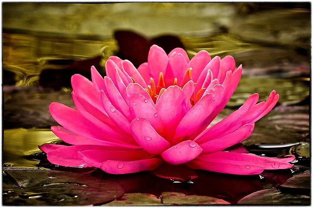 From Our Koi Pond:  Pink Waterlily
