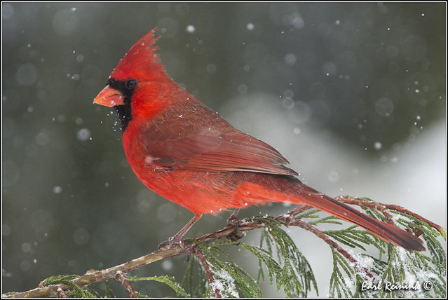 Northern Cardinal (20130209-0348)
