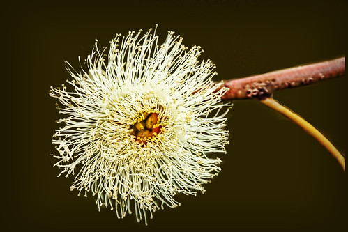 odd flower. | by bluesbby