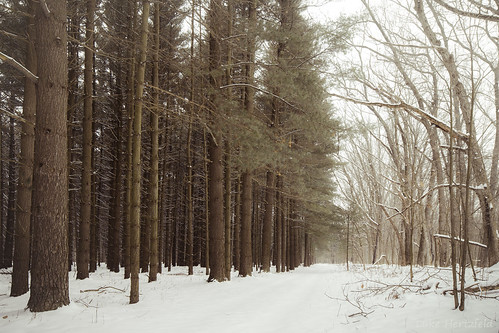 park trees winter snow nature landscape woods forrest outdoor trail deciduous pint coniferous oakopenings