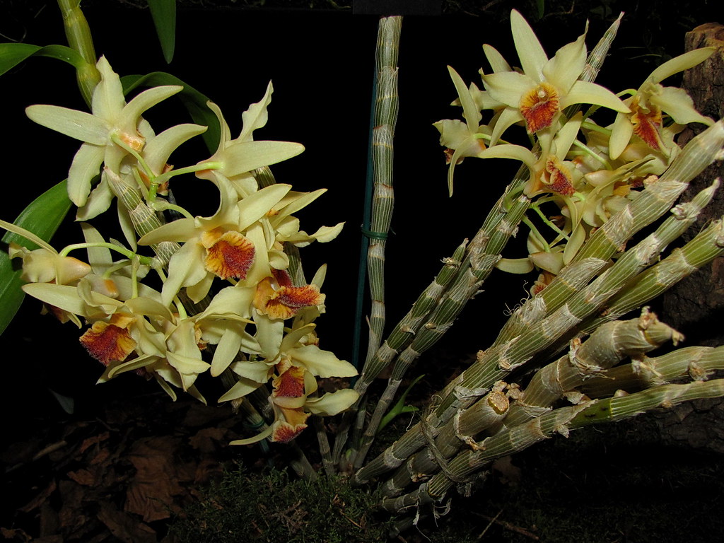 Kết quả hình ảnh cho Dendrobium heterocarpum