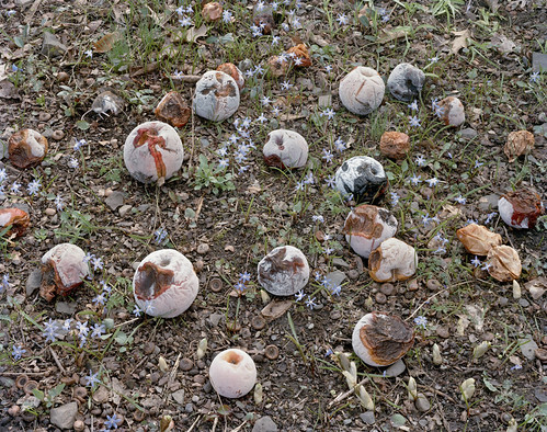 Fallen, Nº 59, 29.5  x 38", 2010 by Tanya Marcuse | by Tanya Marcuse