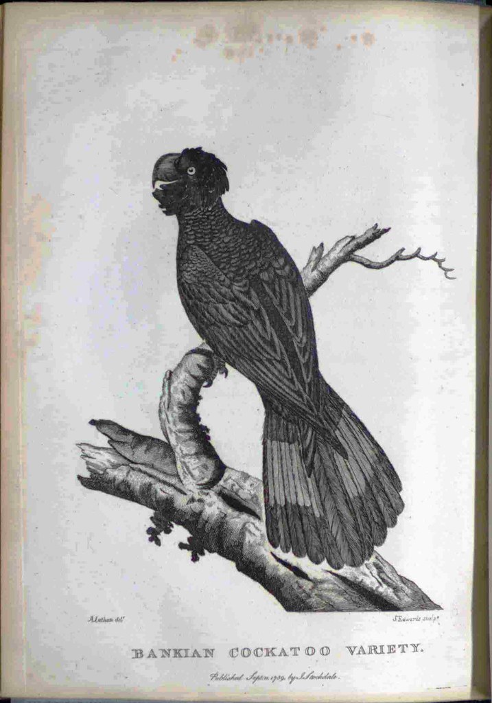 Bankian Cockatoo Variety. | Author: Phillip, Arthur, 1738-18… | Flickr