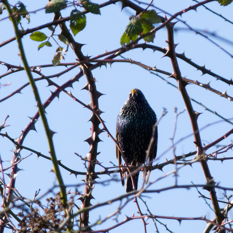 Starling on a briar