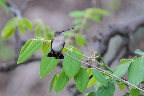 birds animals ecuador hummingbirds loja animalia vertebrates trochilidae tumbeshummingbird leucippusbaeri
