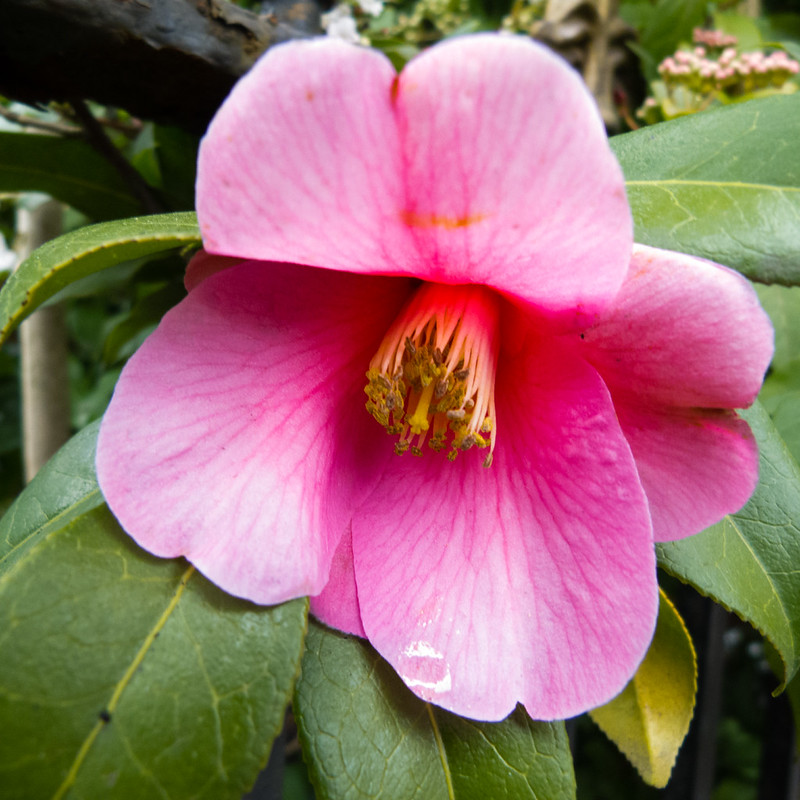 Early camellia