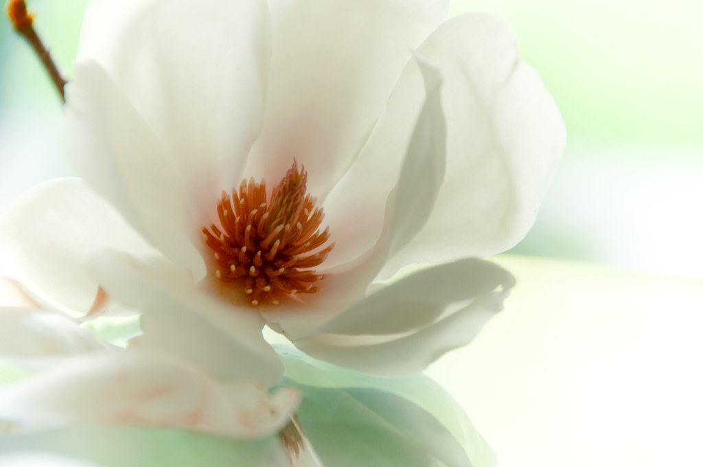 660 ~ Magnolia means sweetness and love... by Teresa Teixeira