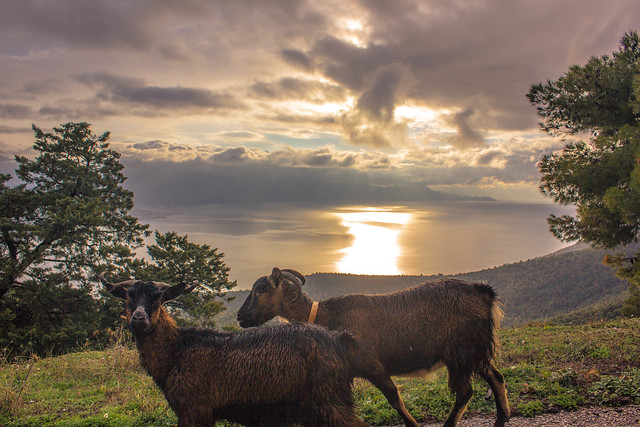 Goats at sunset