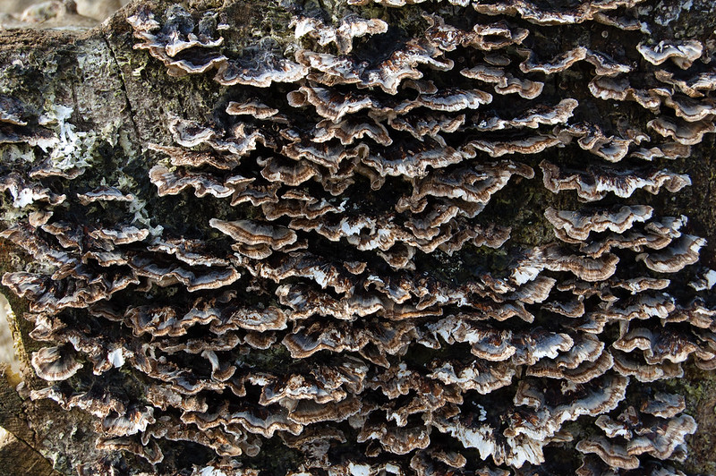 Mass of turkey tail fungus