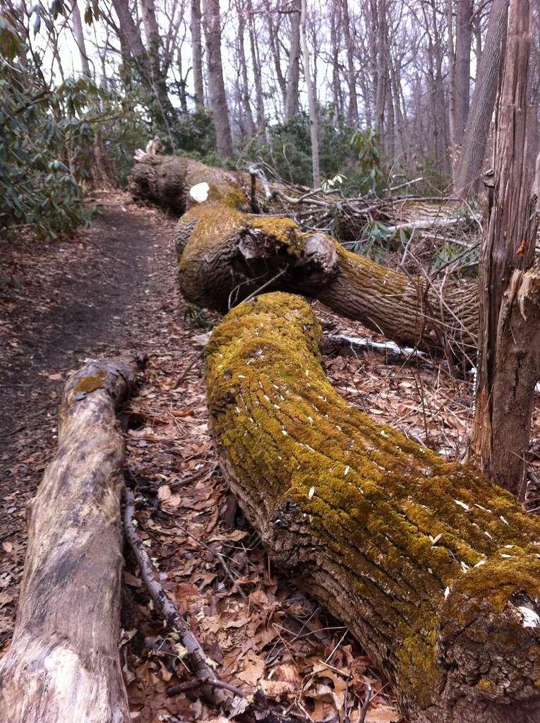 Nature Trail 2