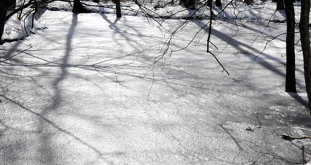 Winterwald - Schatten auf dem Teich 5